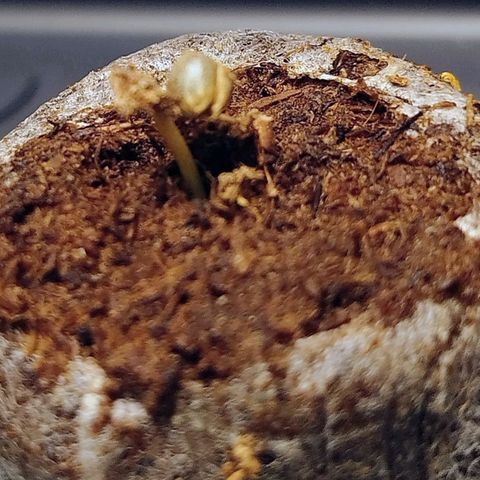 Mario's Runtz growlog photo: Morgens um 9  noch Fast unter der Erde und 13 Uhr schoon aufgestanden. Schale noch drauf.