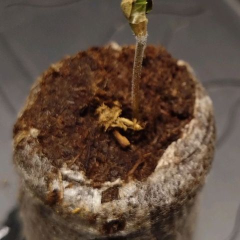 Mario's Runtz growlog timeline photo