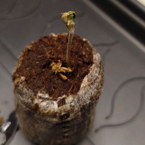 Mario's Runtz growlog timeline photo