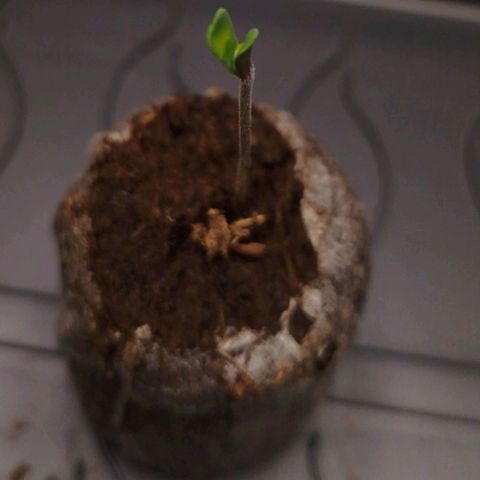 Mario's Runtz growlog photo: Heute die Kleine Maus aus ihrer Samen Hülle befreit, nicht weil sie es nicht geschafft hätte. Nein weil sie etwas höhen Wachstum hat und dadurch zu wenig Licht.