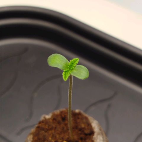 Mario's Runtz growlog photo: Echten Echten Blätter zu sehen hauptwurzel hat den jiffy durchwurzelt. Lampe auf 190 12 Dli gestellt. 