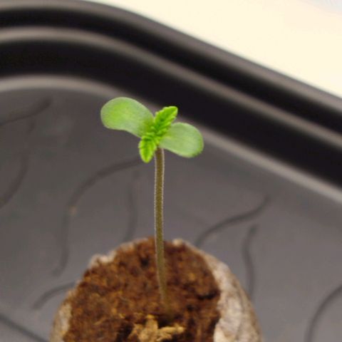 Mario's Runtz growlog photo: Echten Echten Blätter zu sehen hauptwurzel hat den jiffy durchwurzelt. Lampe auf 190 12 Dli gestellt. 