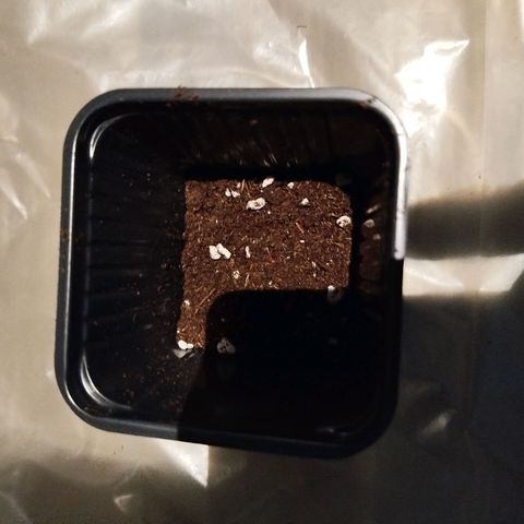 Mario's Runtz growlog timeline photo