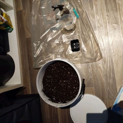 Mario's Runtz growlog timeline photo