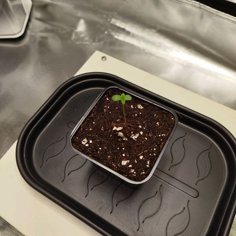 Mario's Runtz growlog timeline photo