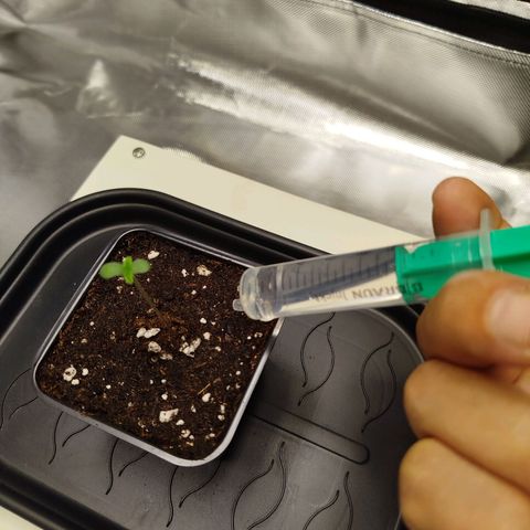 Mario's Runtz growlog timeline photo