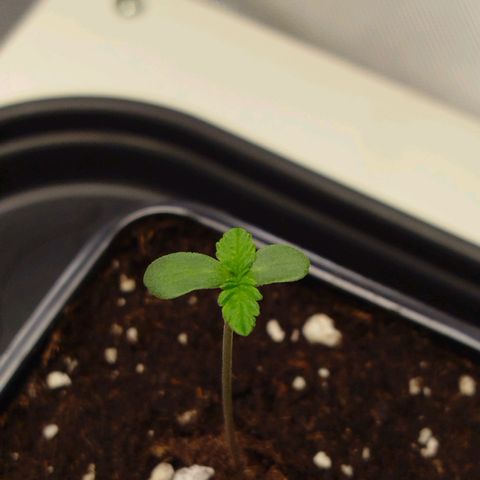 Mario's Runtz growlog timeline photo