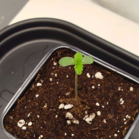 Mario's Runtz growlog timeline photo
