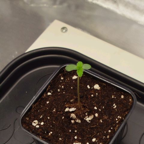 Mario's Runtz growlog timeline photo
