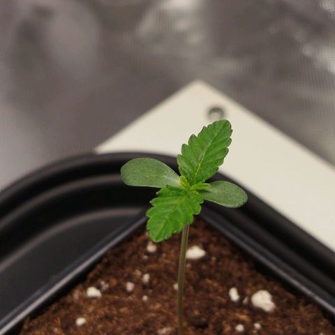 Mario's Runtz growlog timeline photo