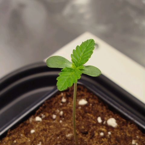 Mario's Runtz growlog timeline photo