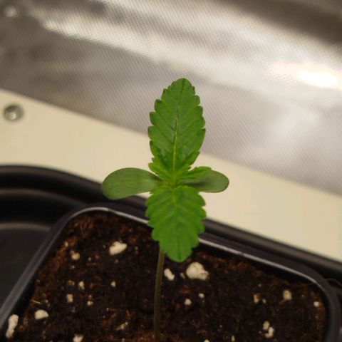 Mario's Runtz growlog timeline photo