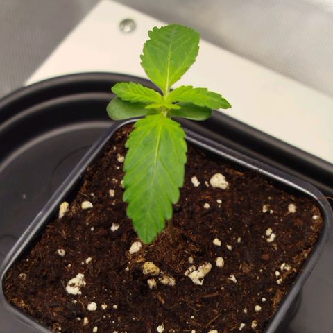 Mario's Runtz growlog timeline photo