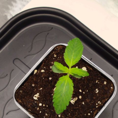 Mario's Runtz growlog timeline photo
