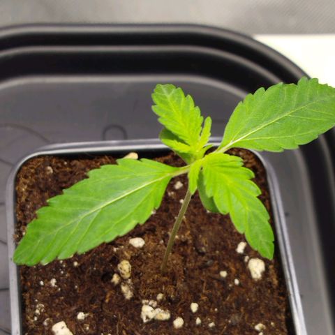 Mario's Runtz growlog timeline photo