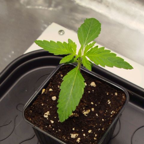 Mario's Runtz growlog timeline photo