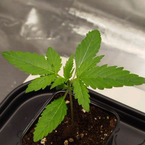 Mario's Runtz growlog timeline photo