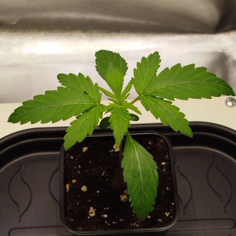 Mario's Runtz growlog photo: Es sind schon wieder etwas zu viel Wasser und etwas zu heiß die letzten Tage. Heute Erde Vorbereiten und dann Morgen Umtopfen und in die Vegi schicken wenn alles gut läuft.