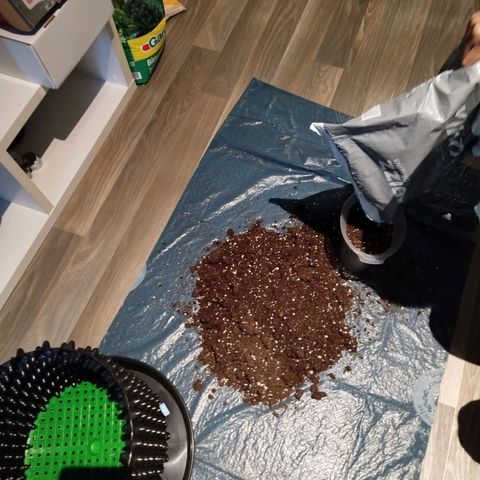 Mario's Runtz growlog photo: Heute Erde Vorbereitet 15l All-Mix und 1,5 Liter Wurmhumus + 15g Bittersalz. 