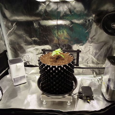 Mario's Runtz growlog photo: Heute ist sie in ihren Endtopf umgezogen und das Erstemal kommt die Automatische Bewässerung zum Einsatz.