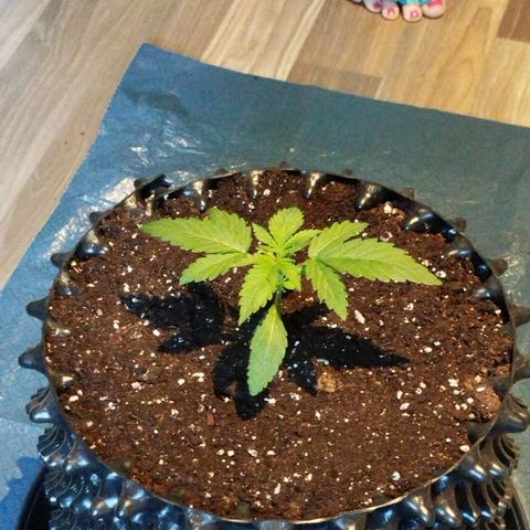 Mario's Runtz growlog photo: Heute ist sie in ihren Endtopf umgezogen und das Erstemal kommt die Automatische Bewässerung zum Einsatz.