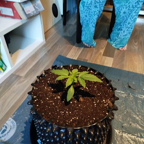 Mario's Runtz growlog photo: Heute ist sie in ihren Endtopf umgezogen und das Erstemal kommt die Automatische Bewässerung zum Einsatz.