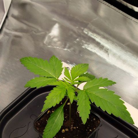 Mario's Runtz growlog photo: Heute ist sie in ihren Endtopf umgezogen und das Erstemal kommt die Automatische Bewässerung zum Einsatz.