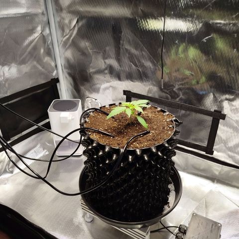Mario's Runtz growlog timeline photo