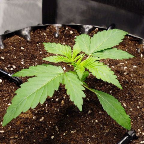 Mario's Runtz growlog timeline photo