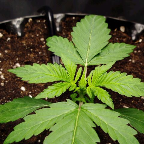 Mario's Runtz growlog timeline photo