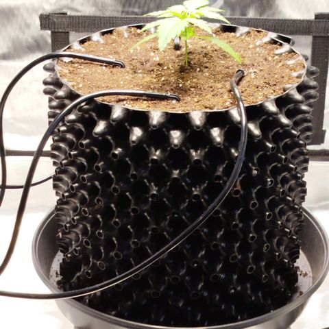 Mario's Runtz growlog timeline photo