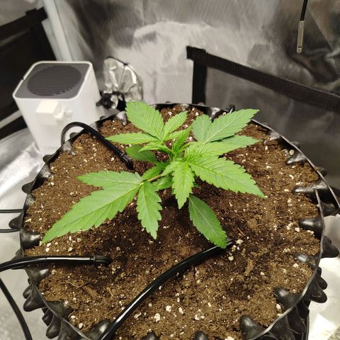 Mario's Runtz growlog timeline photo