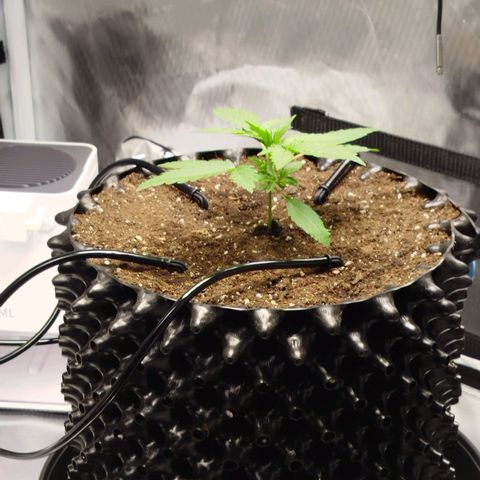 Mario's Runtz growlog timeline photo