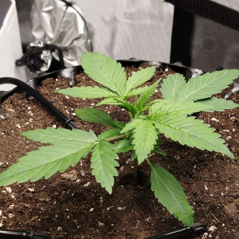 Mario's Runtz growlog timeline photo