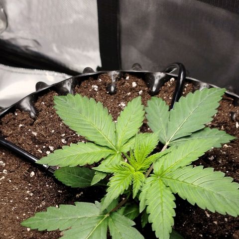 Mario's Runtz growlog timeline photo