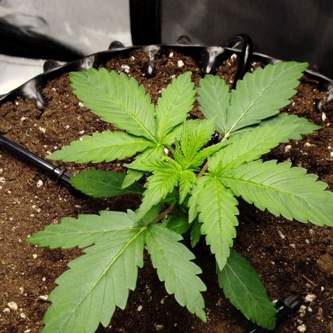 Mario's Runtz growlog timeline photo