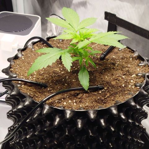 Mario's Runtz growlog photo: Wasserverbrauch in den Letzten 9 Stunden liegt bei 59 ml