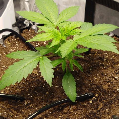 Mario's Runtz growlog photo: Wasserverbrauch in den Letzten 9 Stunden liegt bei 59 ml