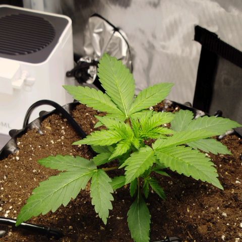 Mario's Runtz growlog photo: Wasserverbrauch in den Letzten 9 Stunden liegt bei 59 ml