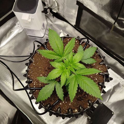 Mario's Runtz growlog timeline photo