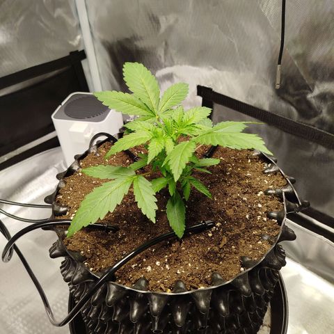 Mario's Runtz growlog timeline photo