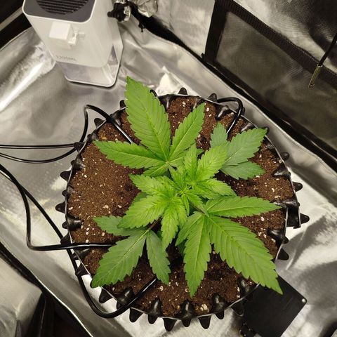 Mario's Runtz growlog timeline photo
