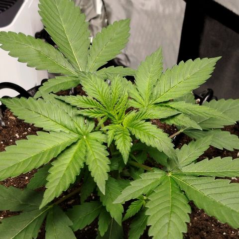 Mario's Runtz growlog timeline photo