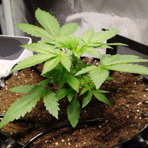 Mario's Runtz growlog timeline photo