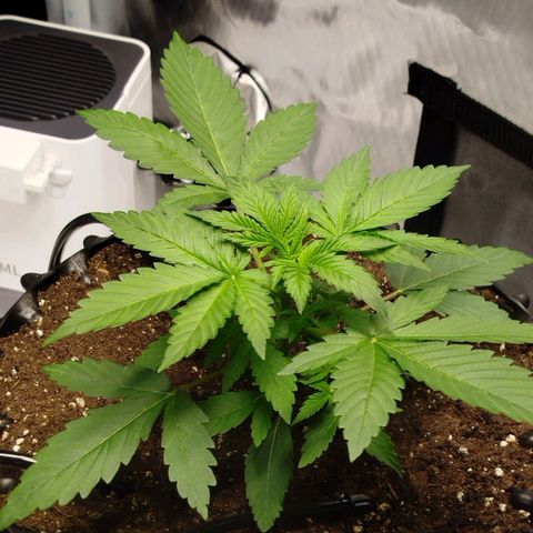 Mario's Runtz growlog timeline photo