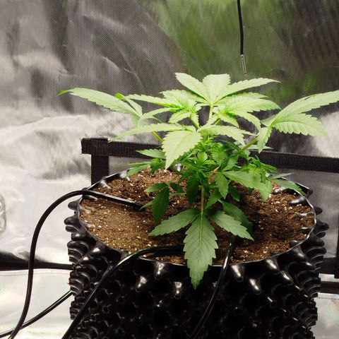 Mario's Runtz growlog timeline photo