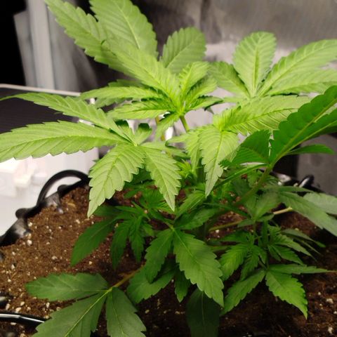 Mario's Runtz growlog timeline photo