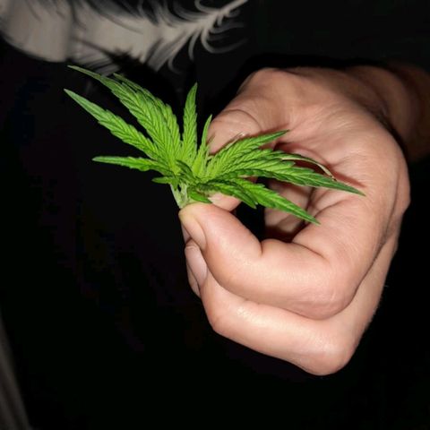 Mario's Runtz growlog timeline photo