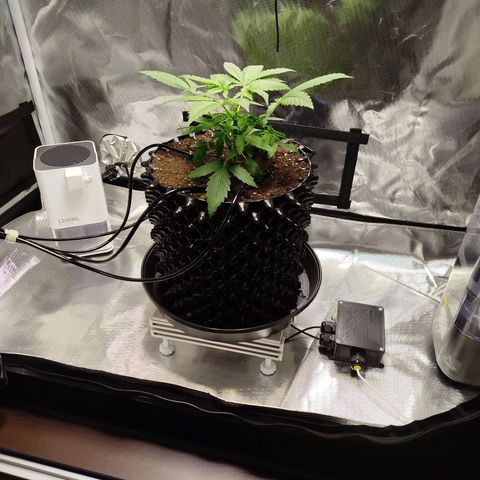 Mario's Runtz growlog timeline photo