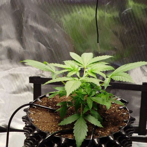 Mario's Runtz growlog timeline photo